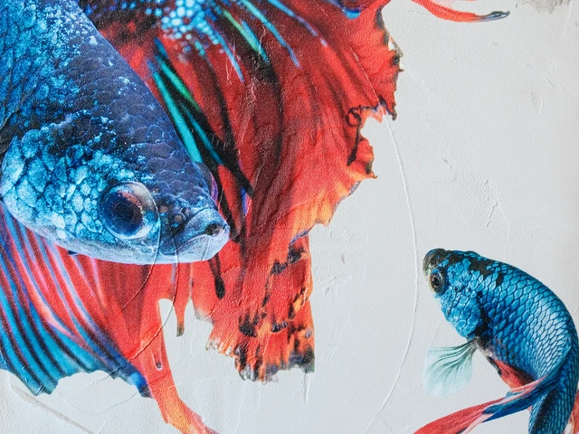 Une impression murale d'un poisson bleu et rouge